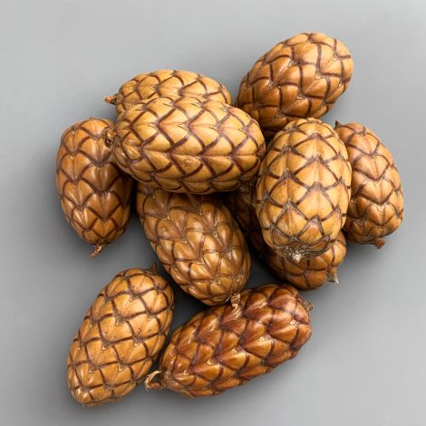 Dragon Egg Cones x 10, approx. 6 cm long by 4 cm diameter, natural, dried floral deco