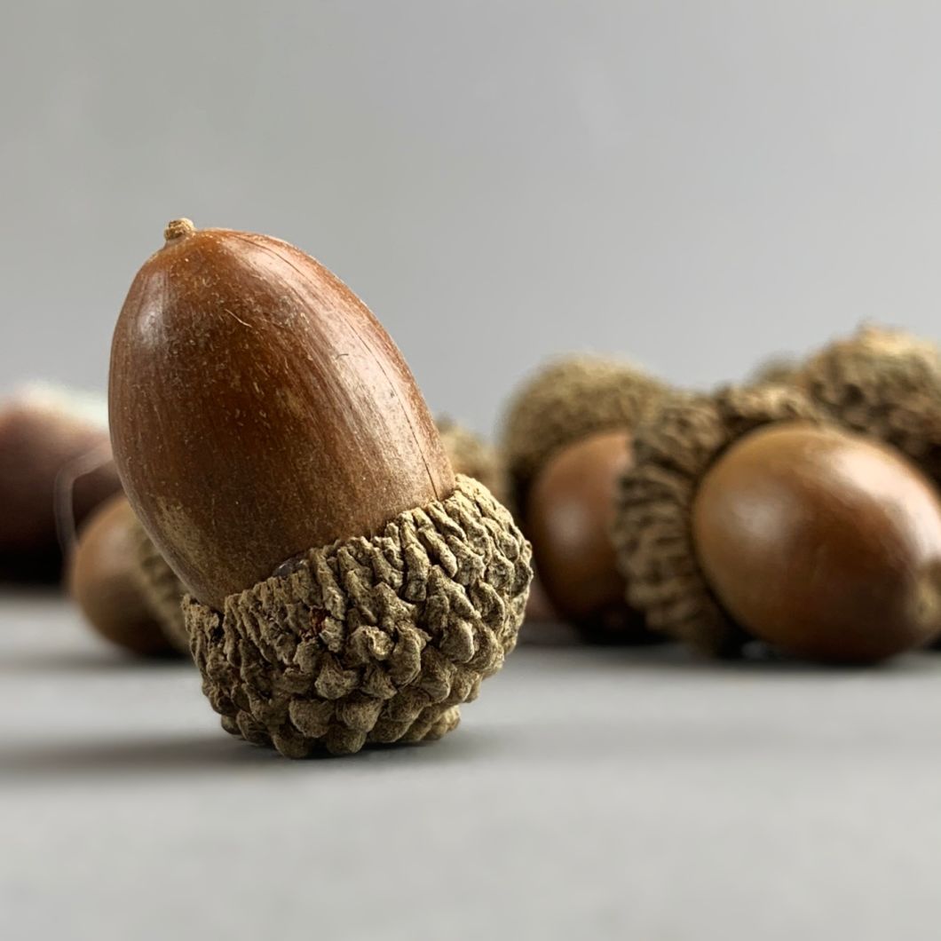 Acorn- www.BrandonThatchers.co.uk IMG_3550.jpg