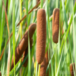 Bulrushes Stems x 5, approx. 80 cm tall, dried