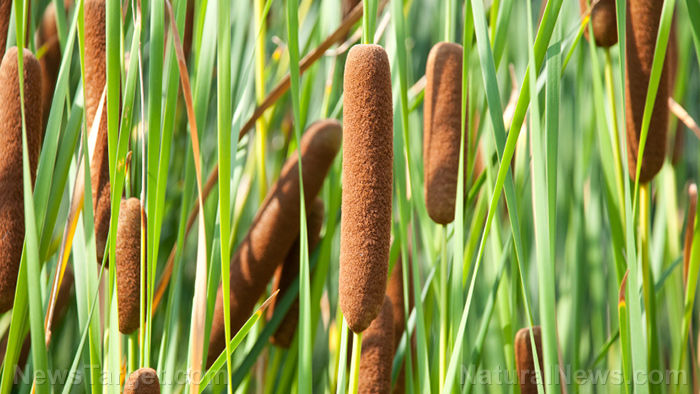 Bulrushes Stems x 5, approx. 80 cm tall, dried