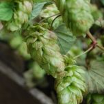 Hop Vine - www.brandonThatchers.co.uk Hop Vine - www.brandonThatchers.co.uk