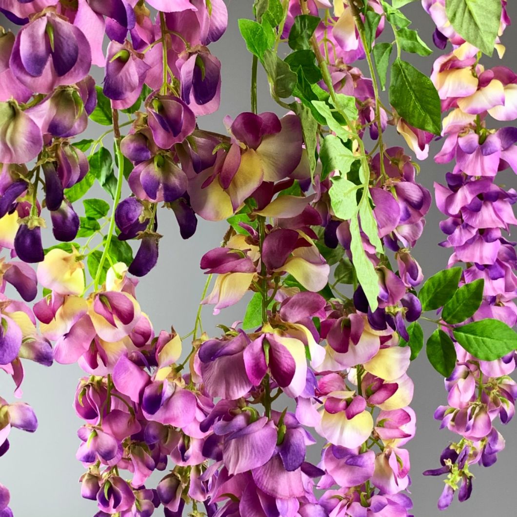 Wisteria Purple - www.BrandonThathers.co.uk IMG_1149.jpg