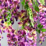Wisteria Purple - www.BrandonThathers.co.uk IMG_1149.jpg