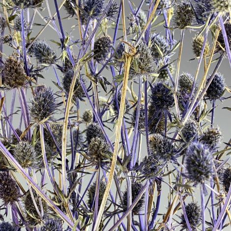 Blue Thistles Bunch, Approx. 70 cm Tall with a 20 cm Spread and approx. 100 heads. Natural Dried Floral Deco