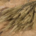 FLOWER BEARDED WHEAT 1 U.jpg