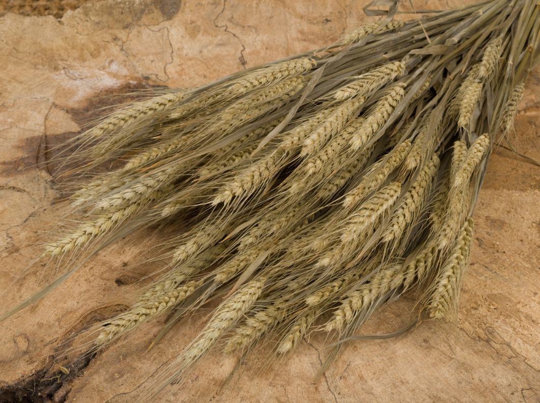 FLOWER BEARDED WHEAT 1 U.jpg