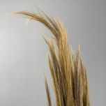 Goose feather sedge - www.BrandonThathers.co.uk