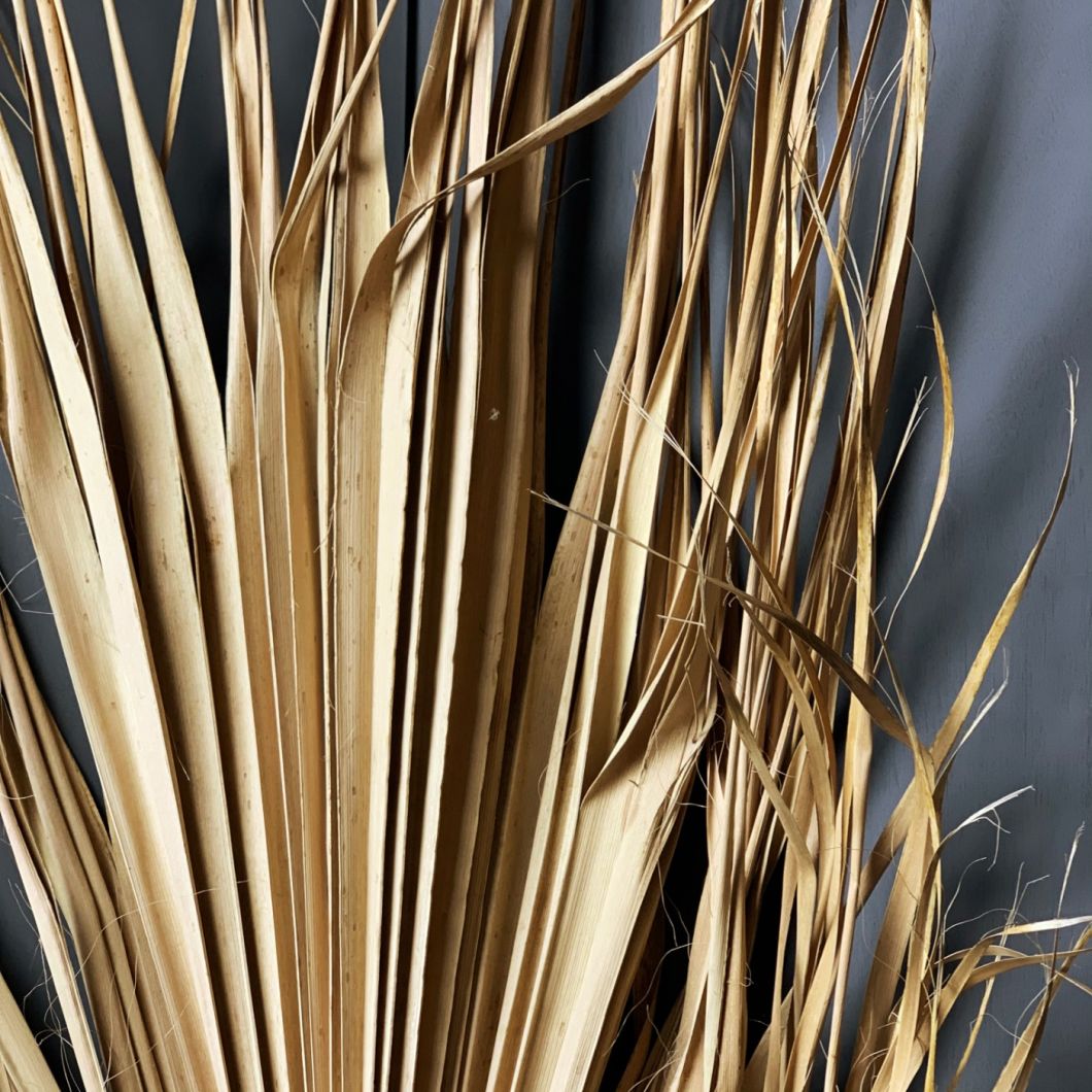 Palm Leaf - www.BrandonThathers.co.uk IMG_7172.jpg