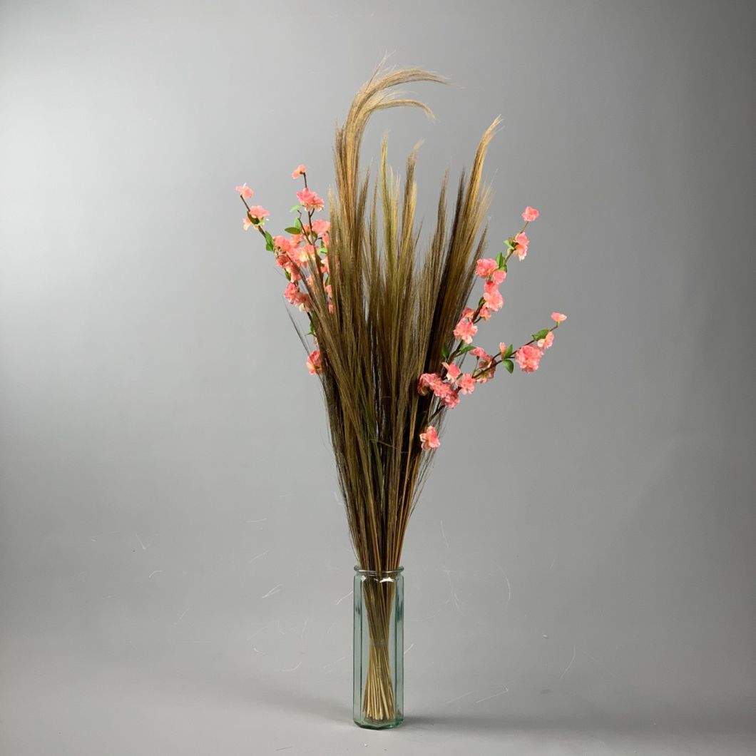 Goose feather sedge - www.BrandonThathers.co.uk