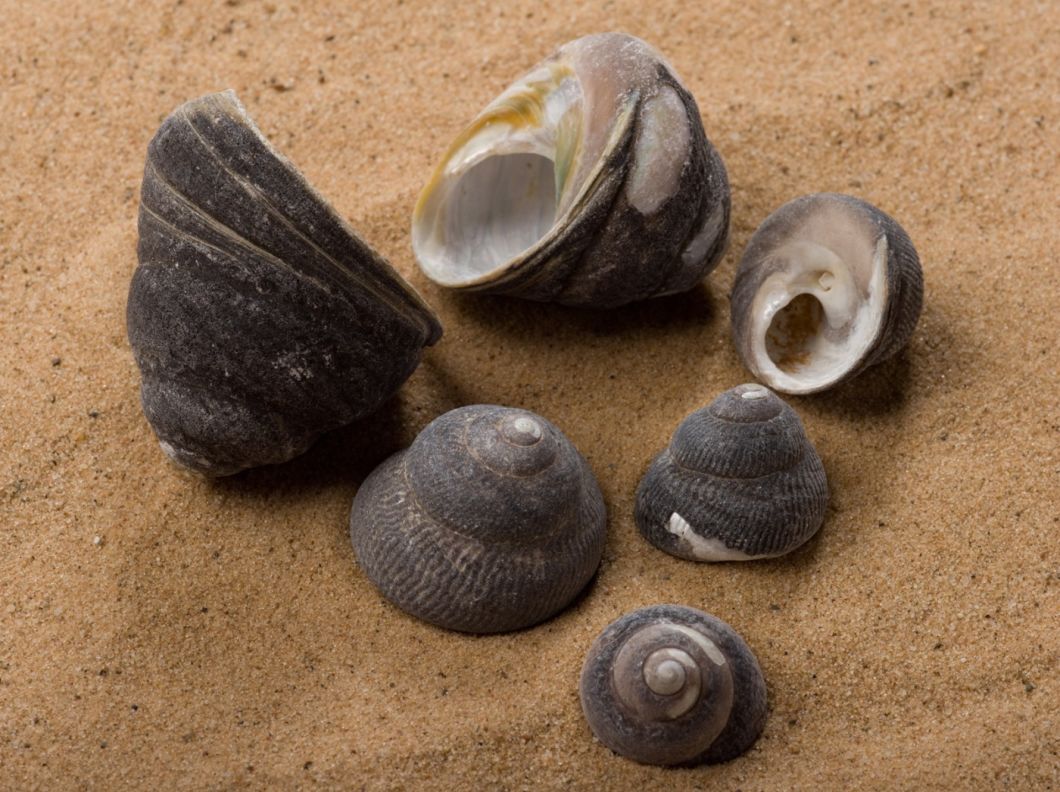 Grey Pearly Seashell - www.BrandonThathers.co.uk SHELL GRAY SNAIL.jpg