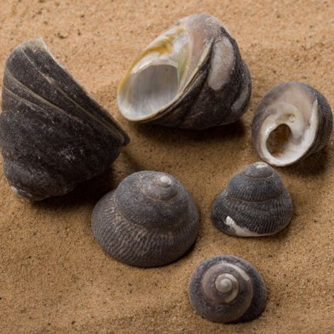 Grey Pearly Seashell, Approx. 20-40mm Diameter by 20-40mm long