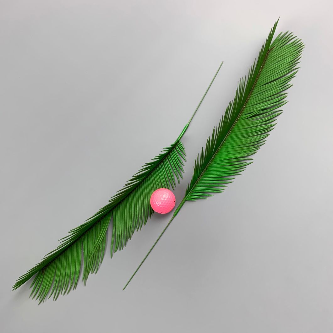 Cycas Palm - www.BrandonThathers.co.uk IMG_0815.jpg
