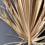Palm Leaf - www.BrandonThathers.co.uk IMG_7171.jpg