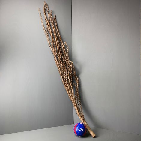 Palm Branch Giganticus, 1.5 m long by 30 cm spread, natural dried floral deco