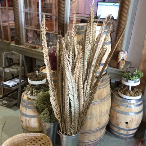 Date Leaves Trimmed x5, up to 1.4m natural dried architectural floral deco