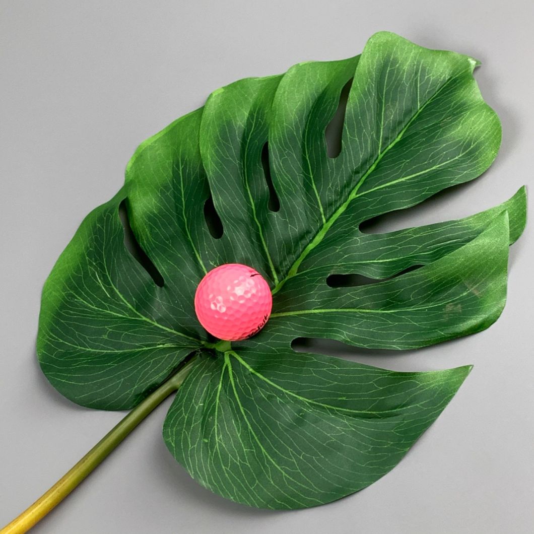monstera - www.BrandonThathers.co.uk IMG_0804.jpg