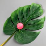 monstera - www.BrandonThathers.co.uk IMG_0804.jpg