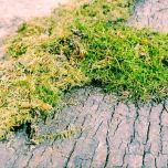 green-moss.jpg green-moss.jpg