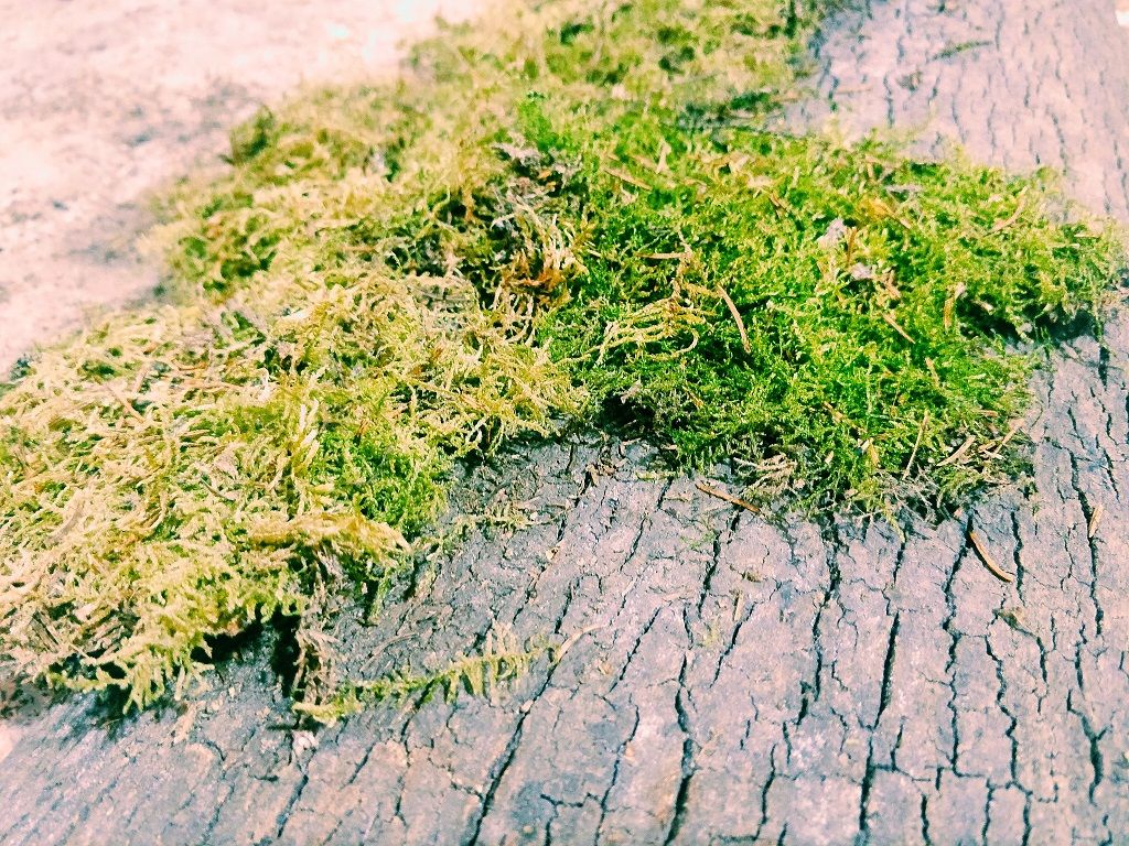 green-moss.jpg green-moss.jpg