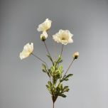 Poppy Cream - www.BrandonThathers.co.uk IMG_0987.jpg