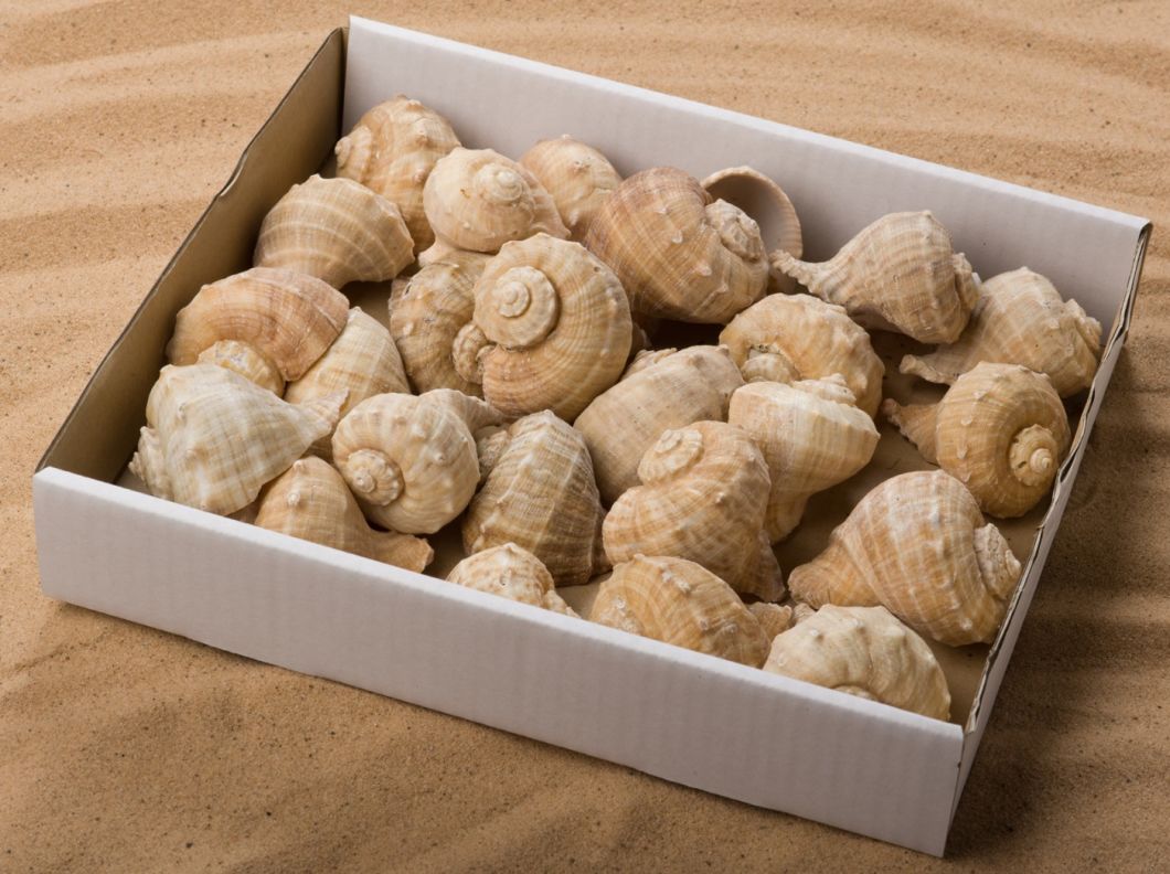 SHELL POSIEDEN BOX.jpg