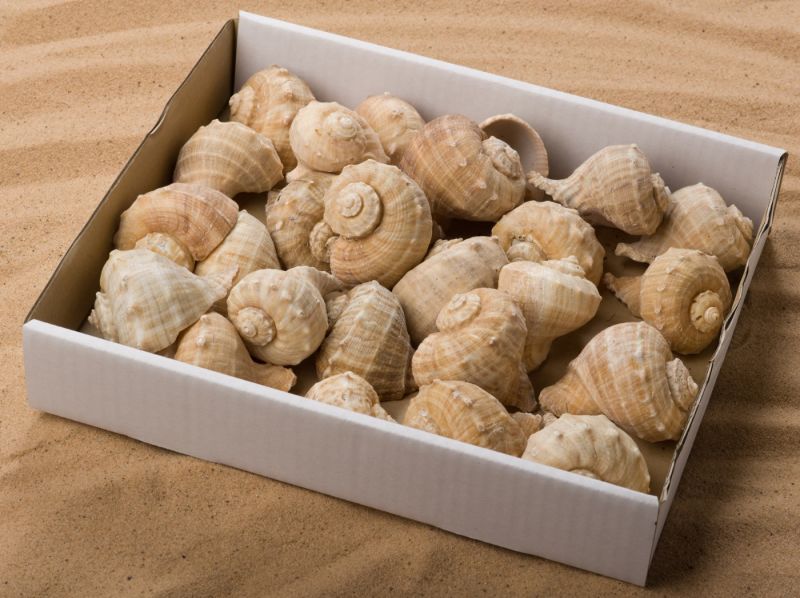 Posiden Shell Poseidon Spiral Seashell, Approx. 50- 60mm diameter by 100 to 140mm long