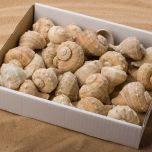 SHELL POSIEDEN BOX.jpg