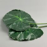 Lotus Leaves - www.BrandonThatchers.co.uk IMG_0787.jpg
