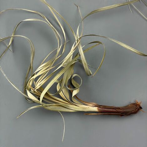 Sedge Corkscrew, 500g bundle, tangled, natural dried floral deco