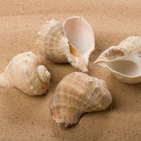 Poseidon Spiral Seashell, Approx. 50- 60mm diameter by 100 to 140mm long