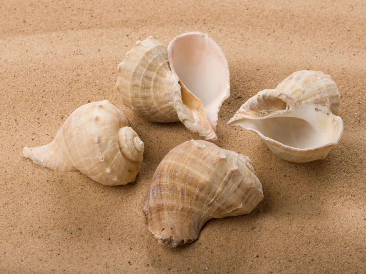 Poseidon Spiral Seashell, Approx. 50- 60mm diameter by 100 to 140mm long