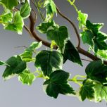 Ivy Variegated - www.BrandonThathers.co.uk IMG_0839.jpg