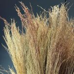 IMG_6016.jpeg