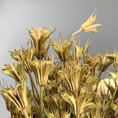 Nigella Oriental, approx. 60 cm long by 15 cm wide dried flower bunch