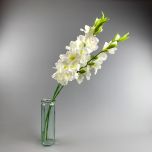 Gladiola, Cream 96 cm - www.BrandonThatchers.co.uk IMG_1037.jpg