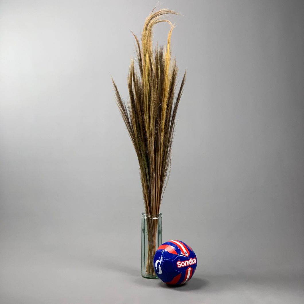 Goose feather sedge - www.BrandonThathers.co.uk