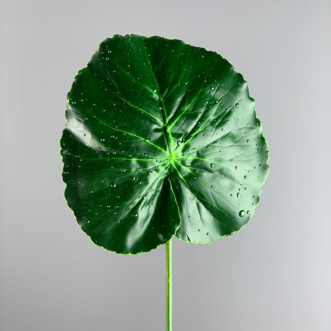 Lotus Leaves - www.BrandonThatchers.co.uk IMG_0783.jpg