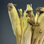 www.brandonthatchers.co.uk Maize Heads Wrapped 3 MHW5.jpeg
