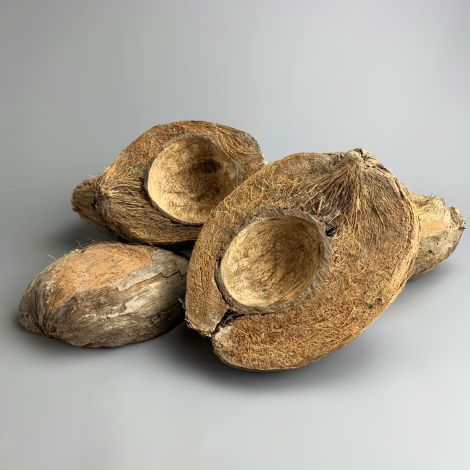 Half Coconuts x 5 approx. 15 cm long by 4 cm wide and 6 cm thick. Theming & Natural Dried Floral Deco