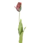 Parrot-Tulip-Purple-Mix-65cm-e1524489221163.jpg Parrot-Tulip-Purple-Mix-65cm-e1524489221163.jpg