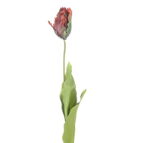 Parrot-Tulip-Purple-Mix-65cm-e1524489221163.jpg Parrot-Tulip-Purple-Mix-65cm-e1524489221163.jpg