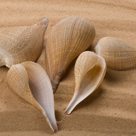 Bermuda Twirl Seashell, Approx. 50 – 60 mm diameter by 100 - 140 mm long