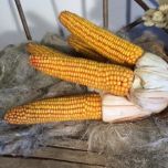 Corn-e1506436403882.jpeg Corn-e1506436403882.jpeg