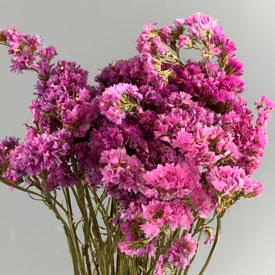 Statice Pink Bunch Dried Flower