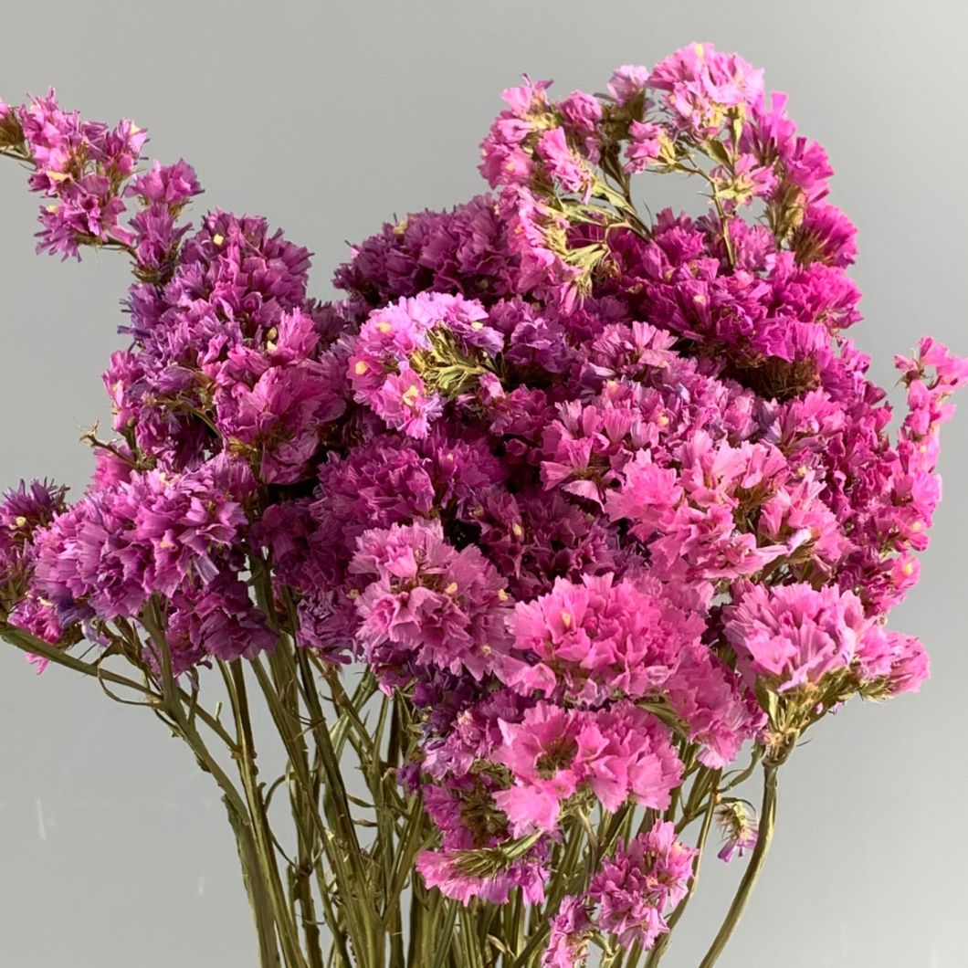 Dried Flowers www.brandonThatchers.co.uk Statice Pink Bunch Dried Flower