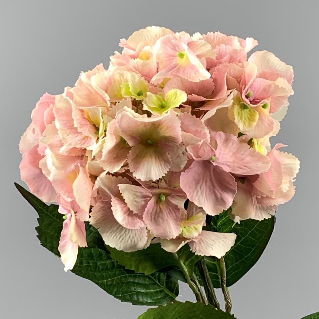 Pink Hydrangea - www.BrandonThathers.co.uk IMG_0878Uc.jpeg