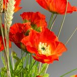 Poppy Red - www.BrandonThathers.co.uk IMG_1019.jpg