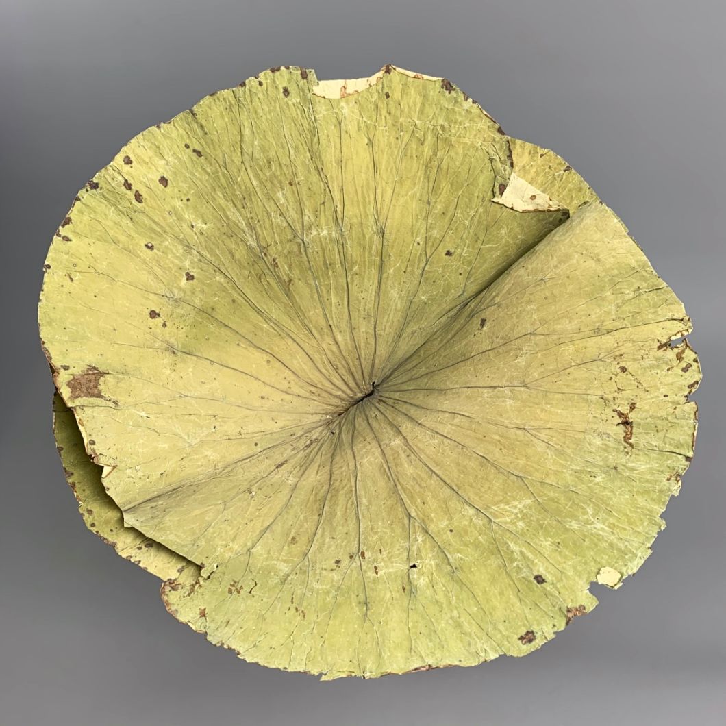 Lotus Leaves - www.BrandonThatchers.co.uk Lotus Leaves - www.BrandonThatchers.co.uk