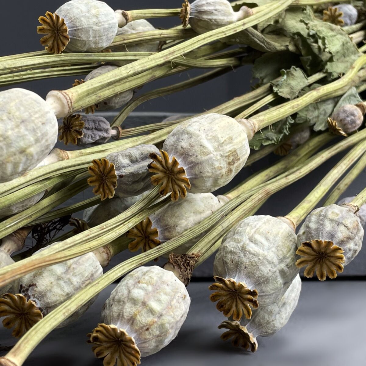 Poppy Seed Head Bunch, natural flower bunch, approx. 60 cm long by 15 ...