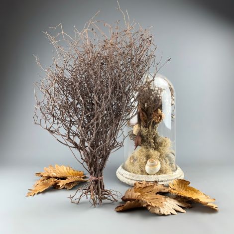 Crackle Bush approx. 90 cm tall by 30 cm wide. Natural dried floral deco